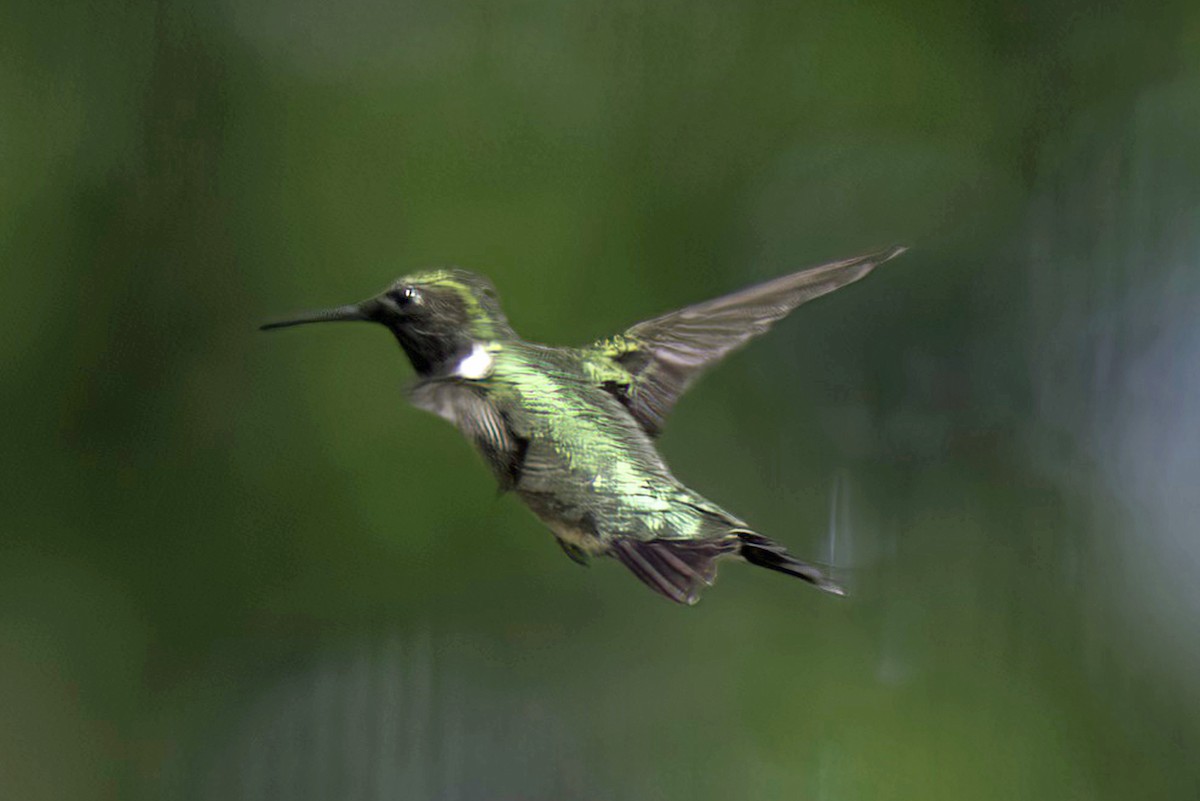 Ruby-throated Hummingbird - Jim Tonkinson