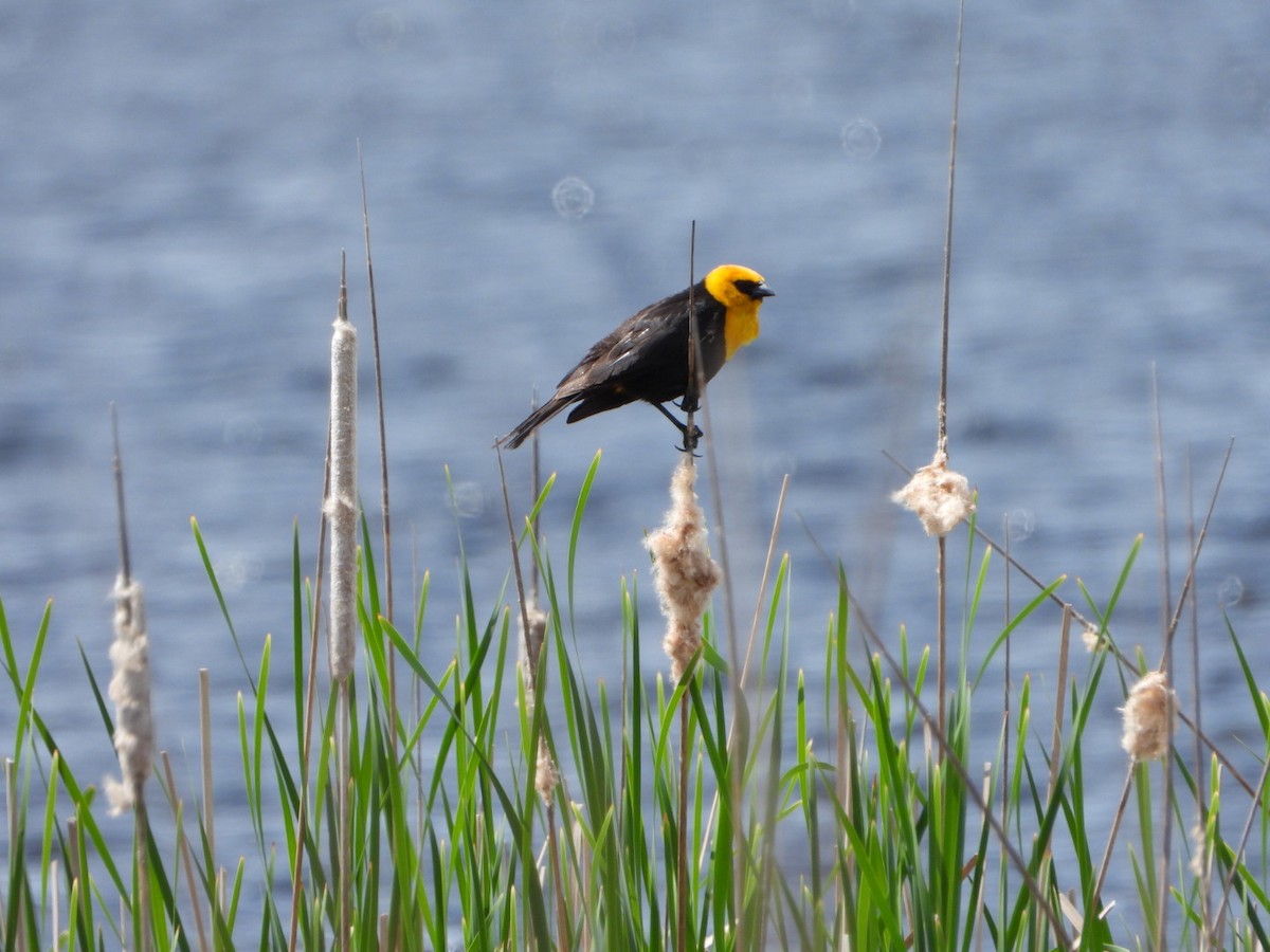 Yellow-headed Blackbird - ML618884310