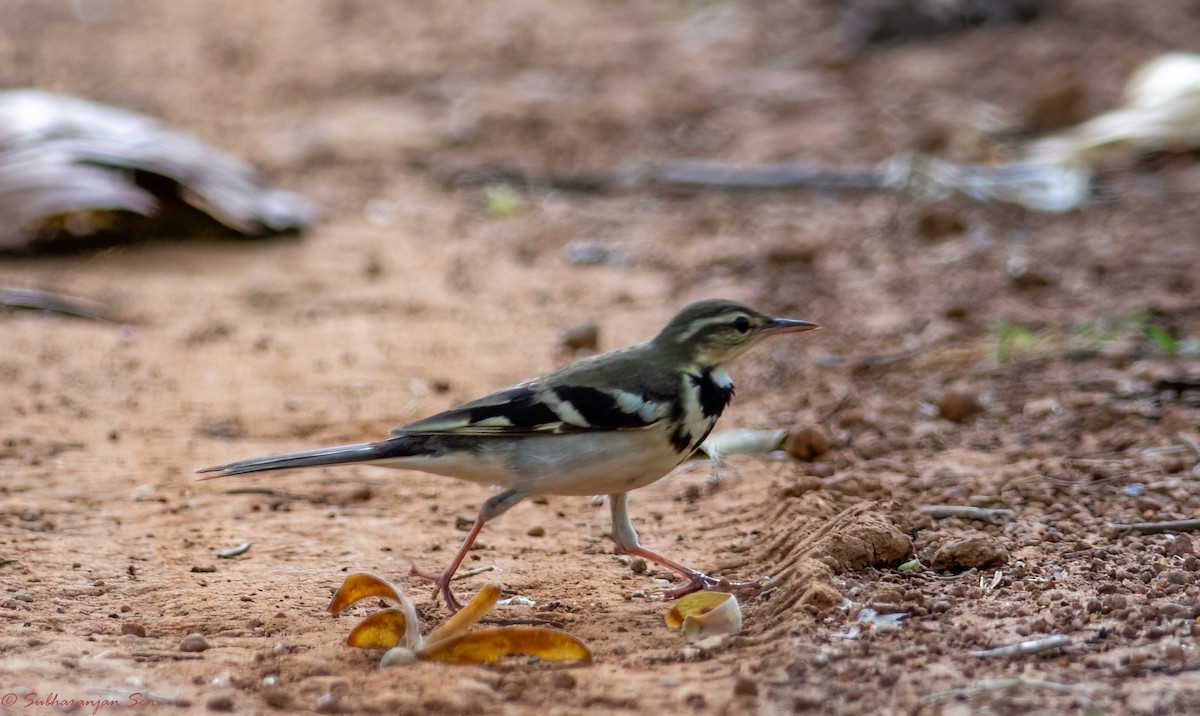Forest Wagtail - ML618884313