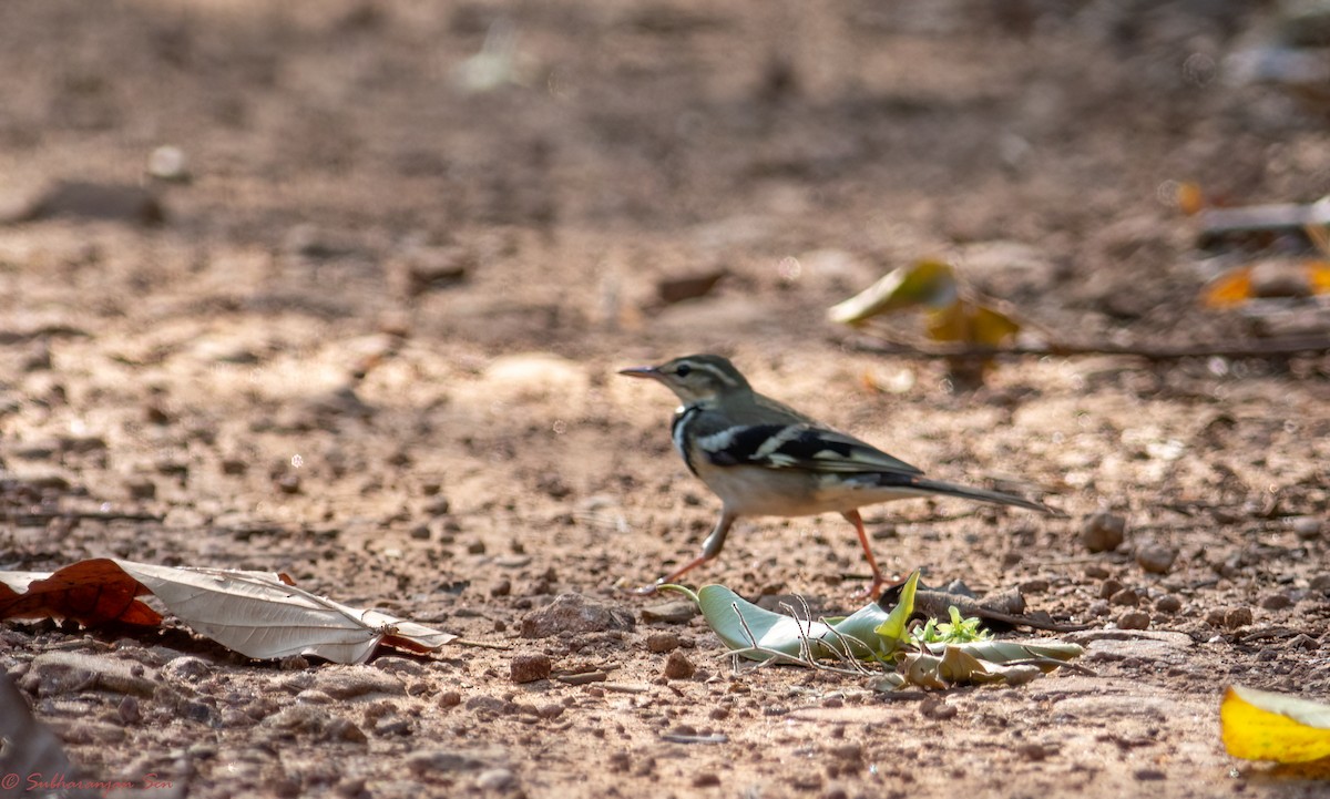 Forest Wagtail - ML618884314