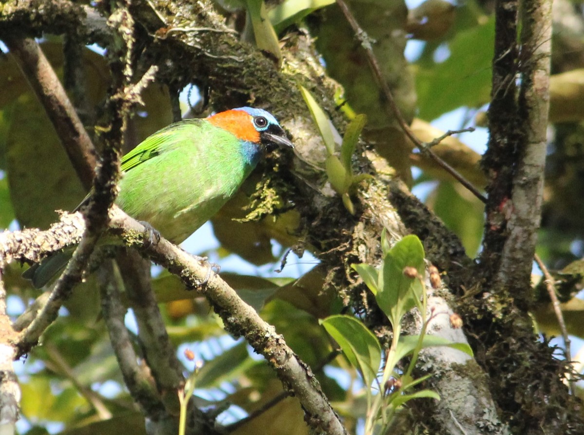 Red-necked Tanager - ML618884318