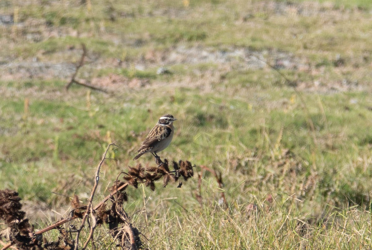 Whinchat - ML618884330