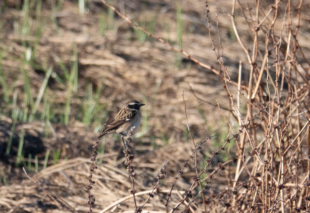 Whinchat - ML618884334