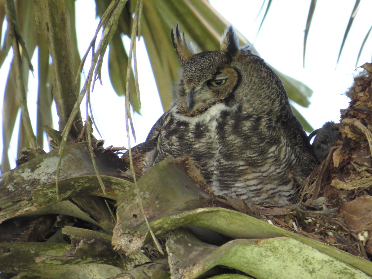 Great Horned Owl - ML618884393