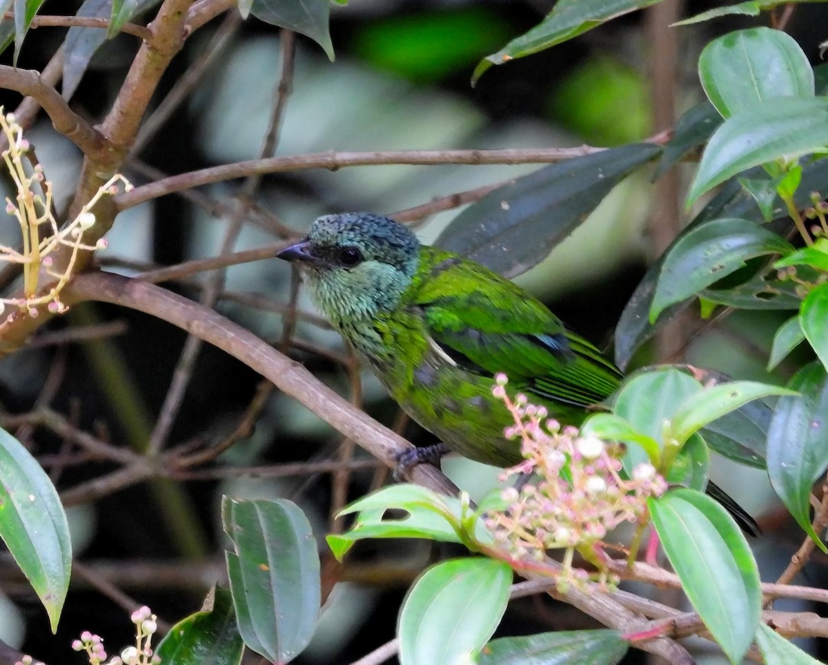 Black-capped Tanager - ML618884394