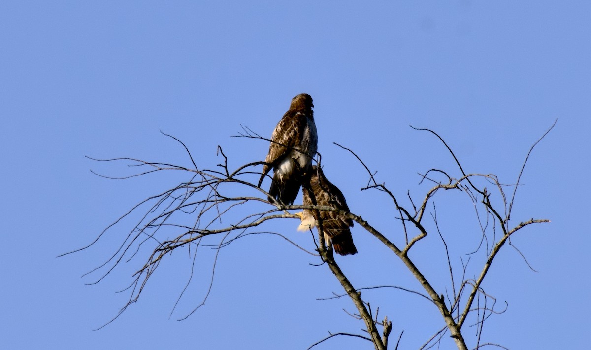 Red-tailed Hawk - ML618884439