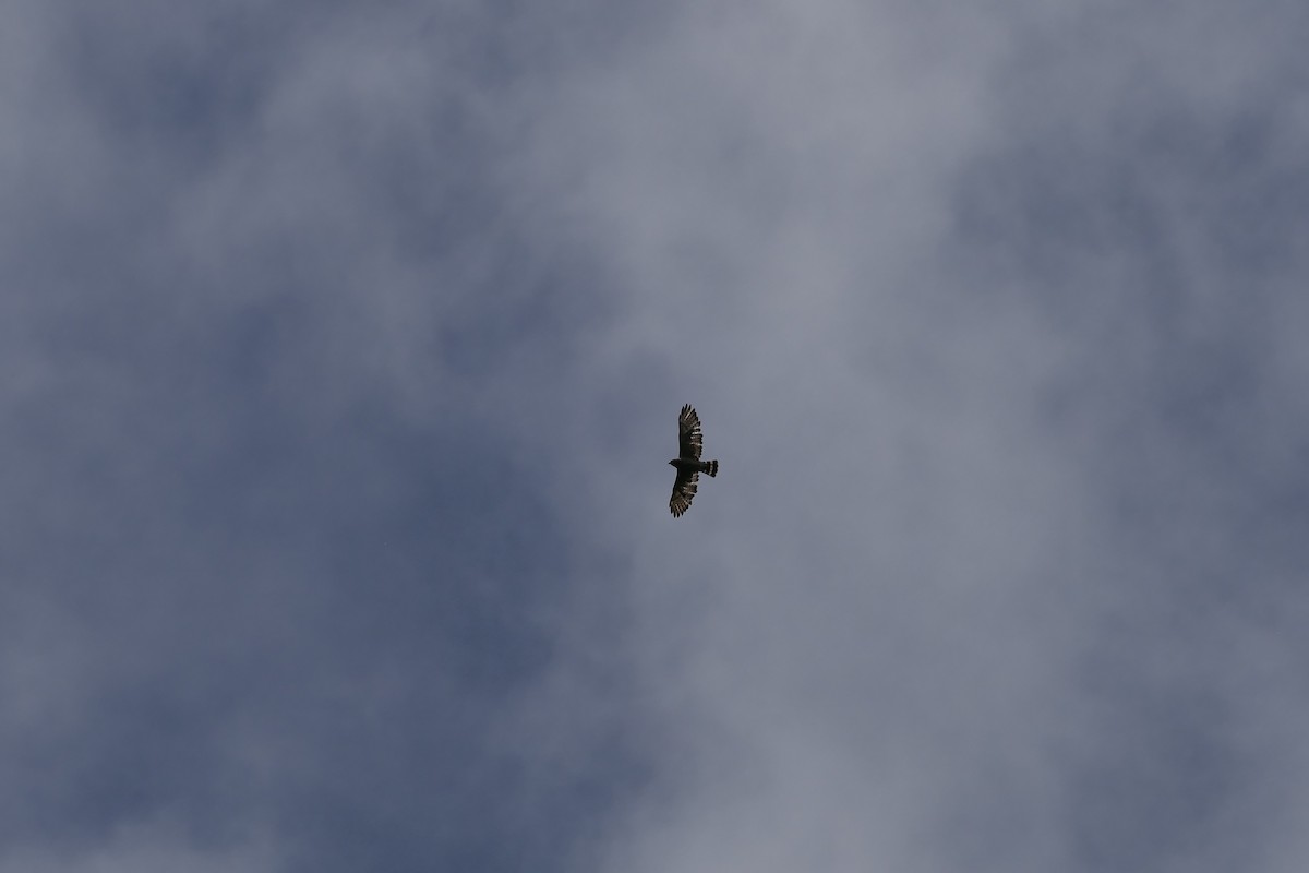 Broad-winged Hawk (Caribbean) - Kenrith Carter