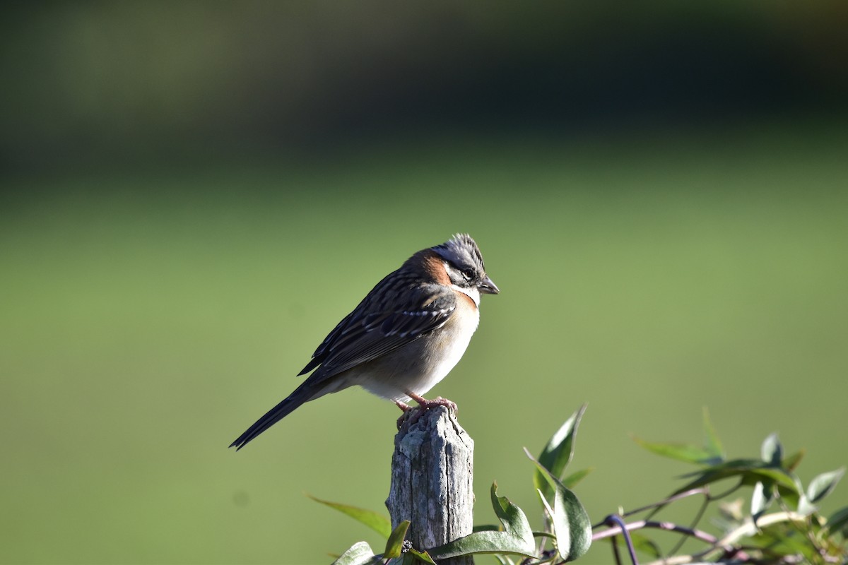 Rufous-collared Sparrow - Juan Perez