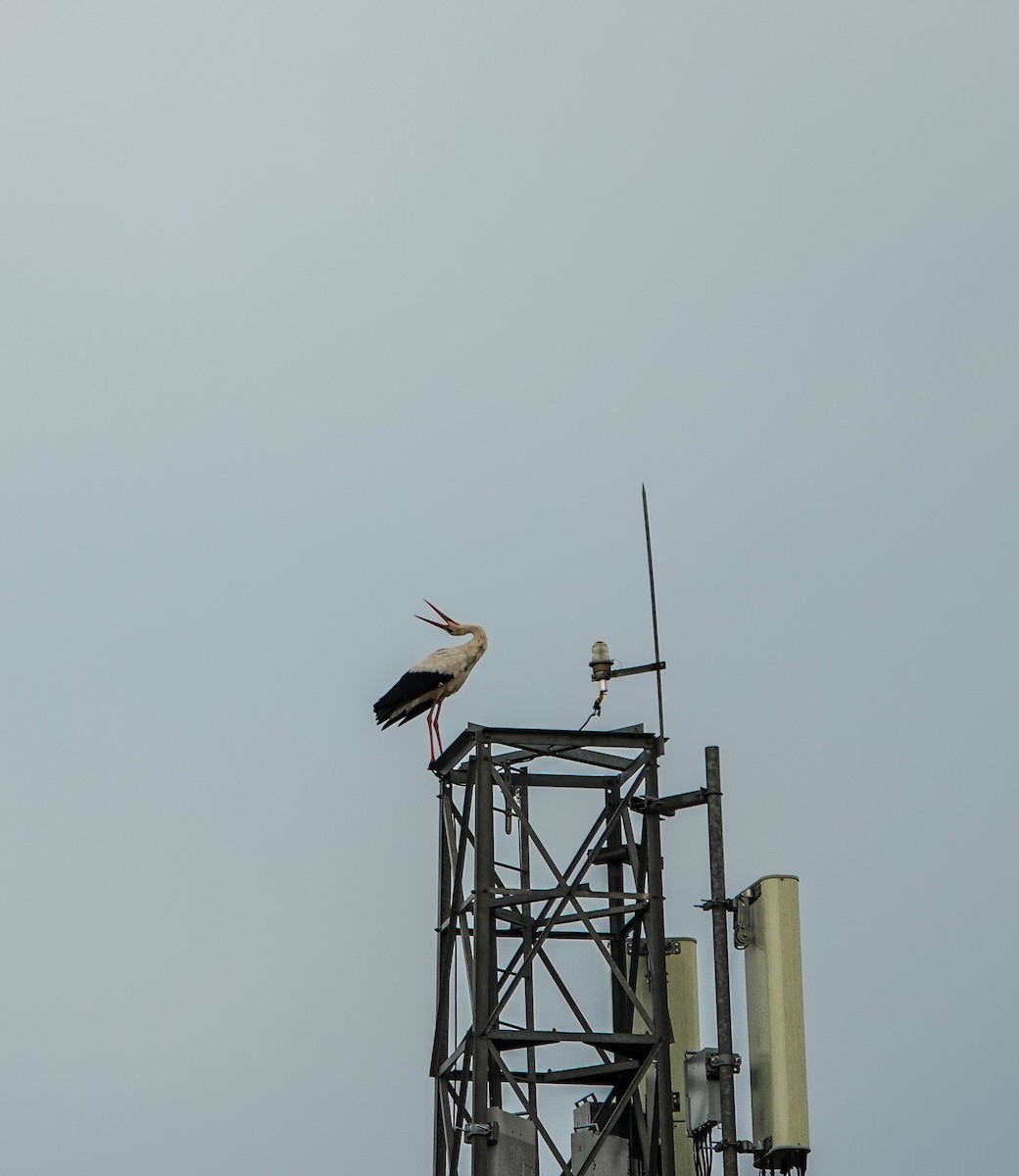 White Stork - ML618884481