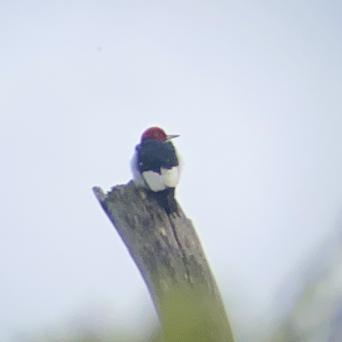 Red-headed Woodpecker - Thomas Mudd
