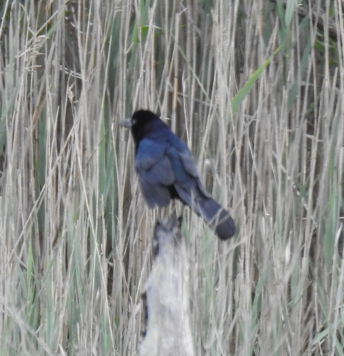 Boat-tailed Grackle - Harry Colestock