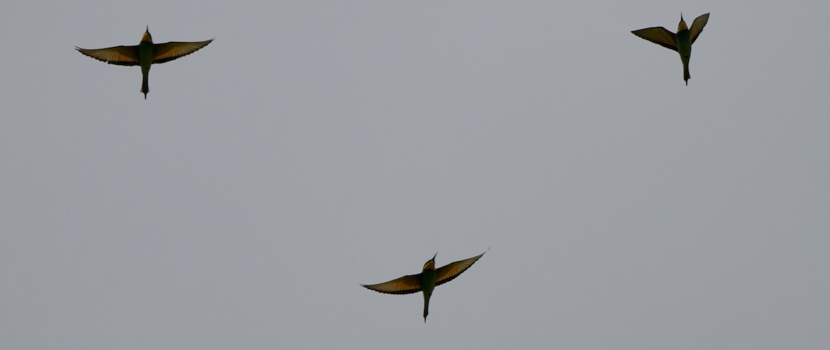 European Bee-eater - ML618884622