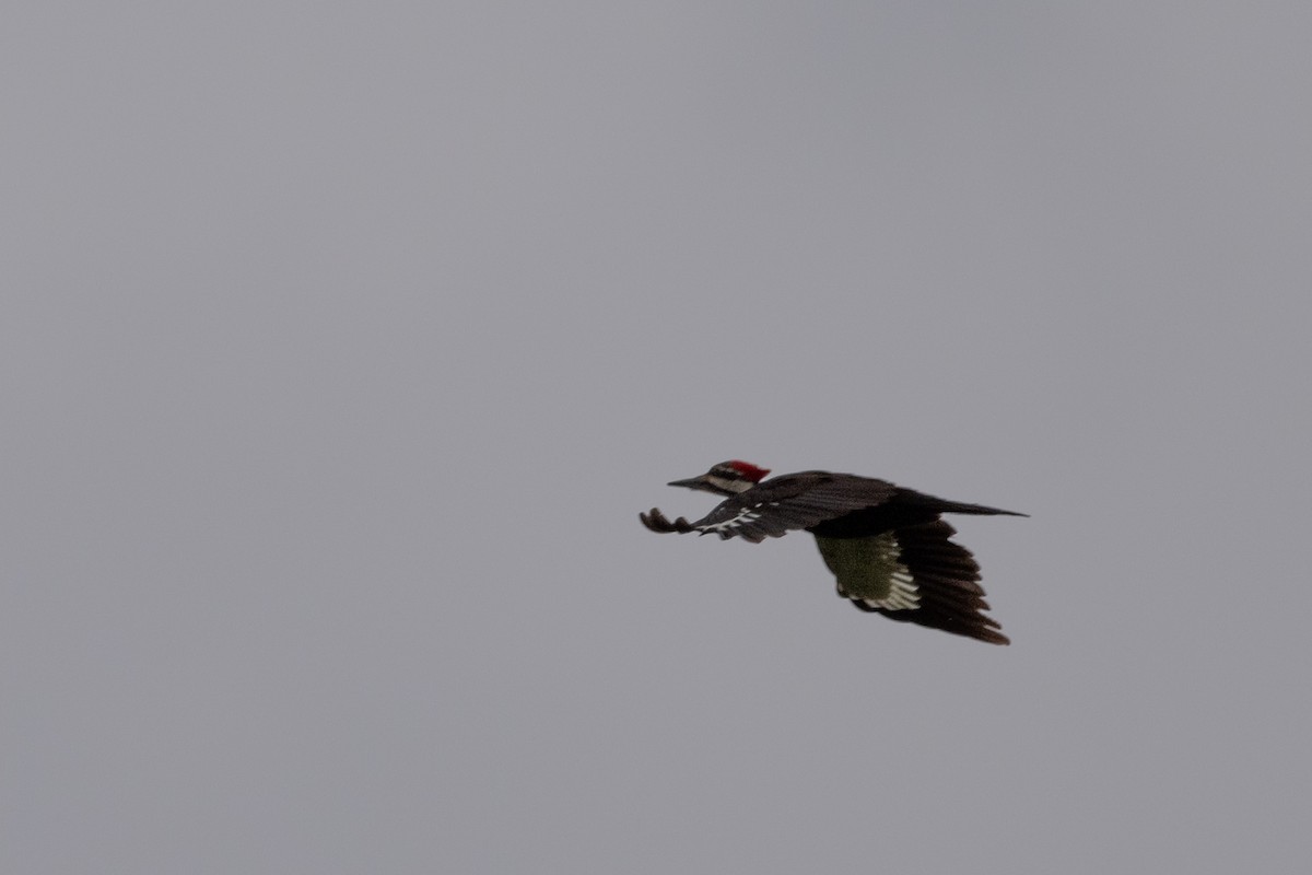 Pileated Woodpecker - Alan Middleton