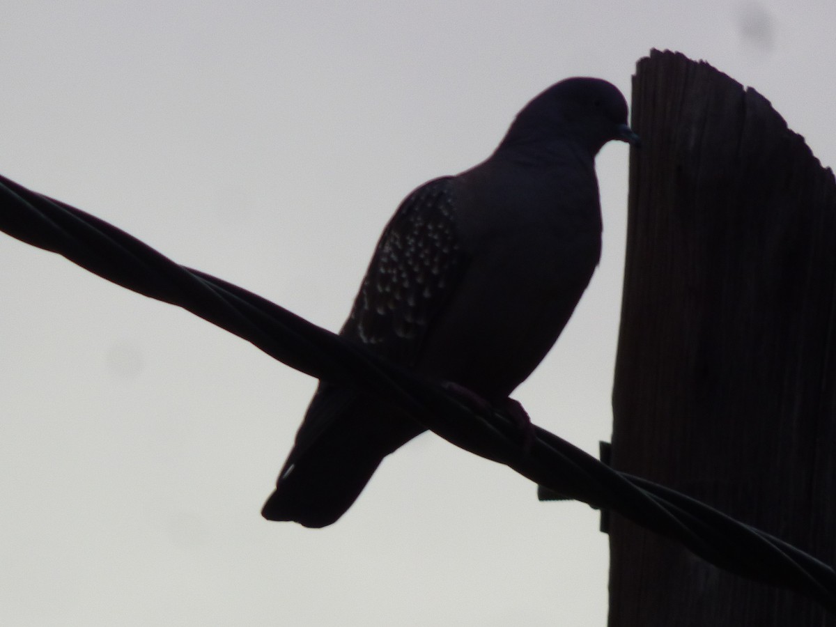 Spot-winged Pigeon - ML618884632