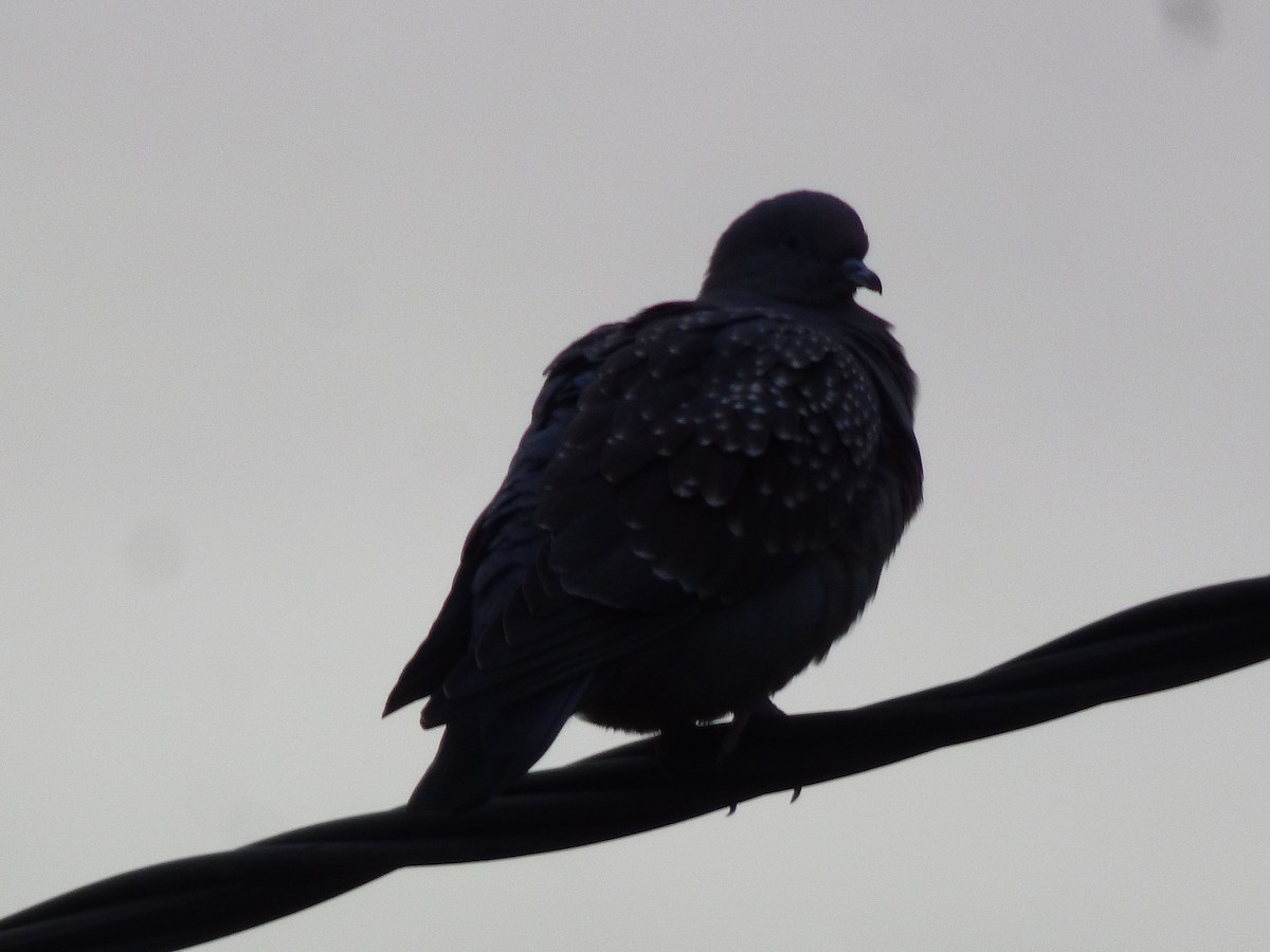 Spot-winged Pigeon - Lucas Martín