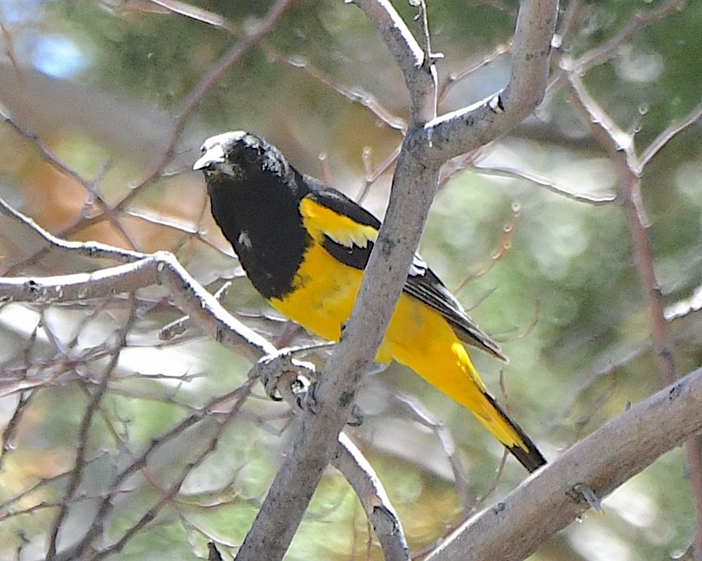 Scott's Oriole - Ted Wolff