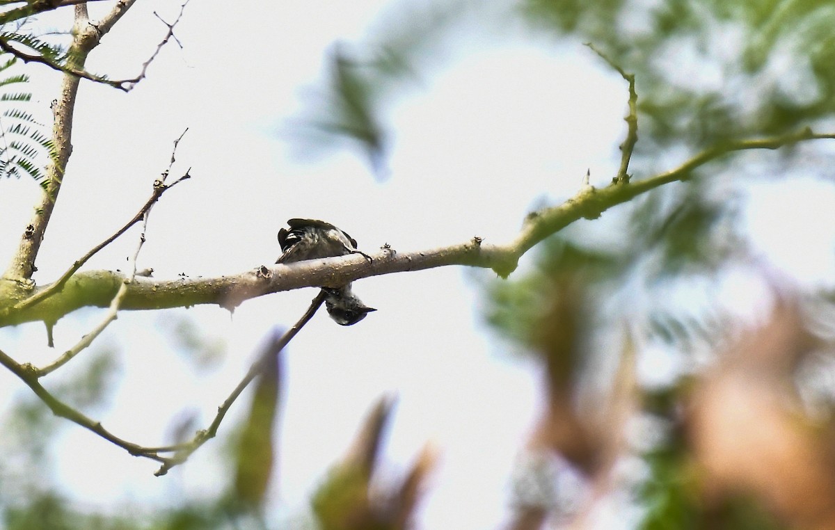 Brown-capped Pygmy Woodpecker - Sathish Ramamoorthy