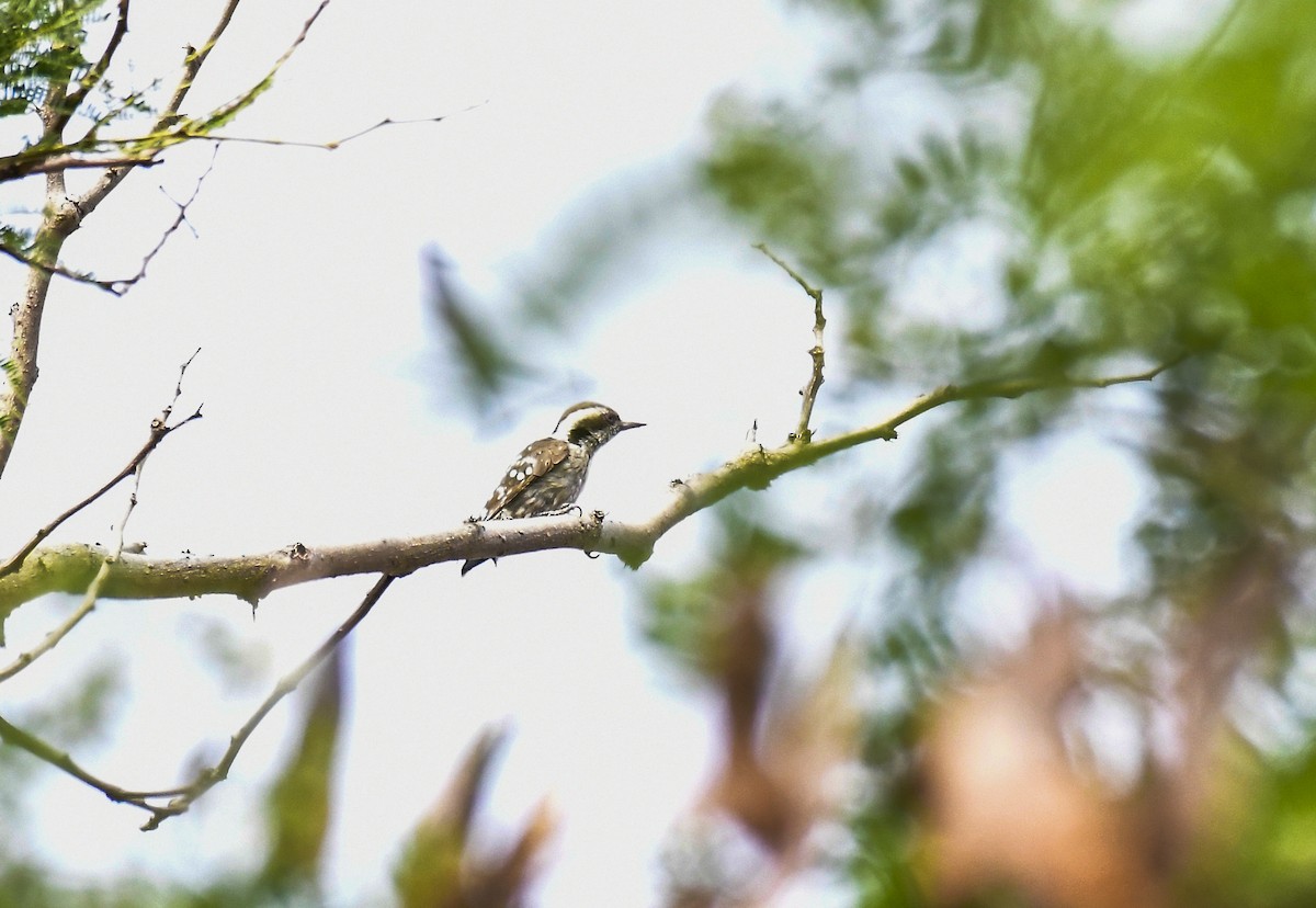 Brown-capped Pygmy Woodpecker - ML618884720