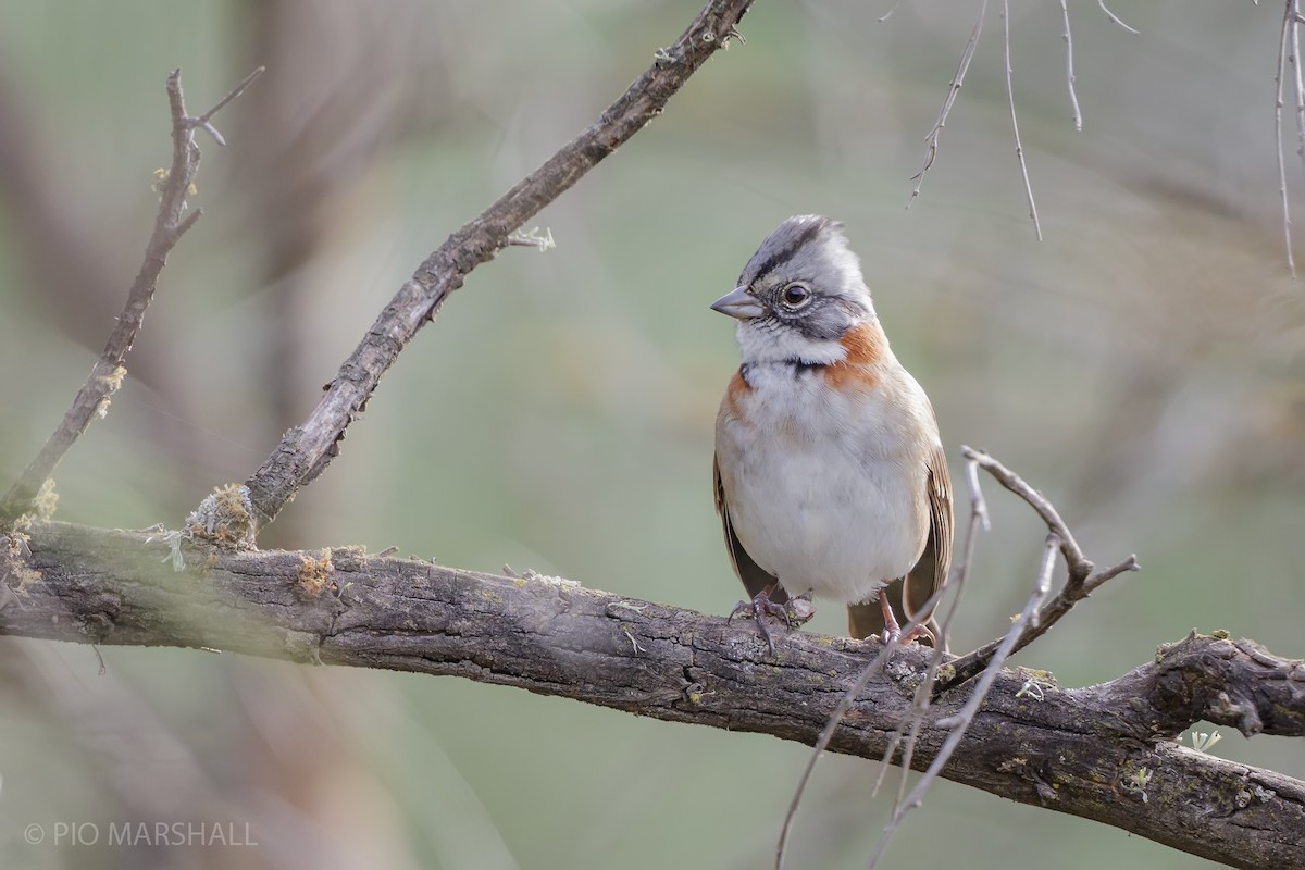 Rufous-collared Sparrow - ML618884765