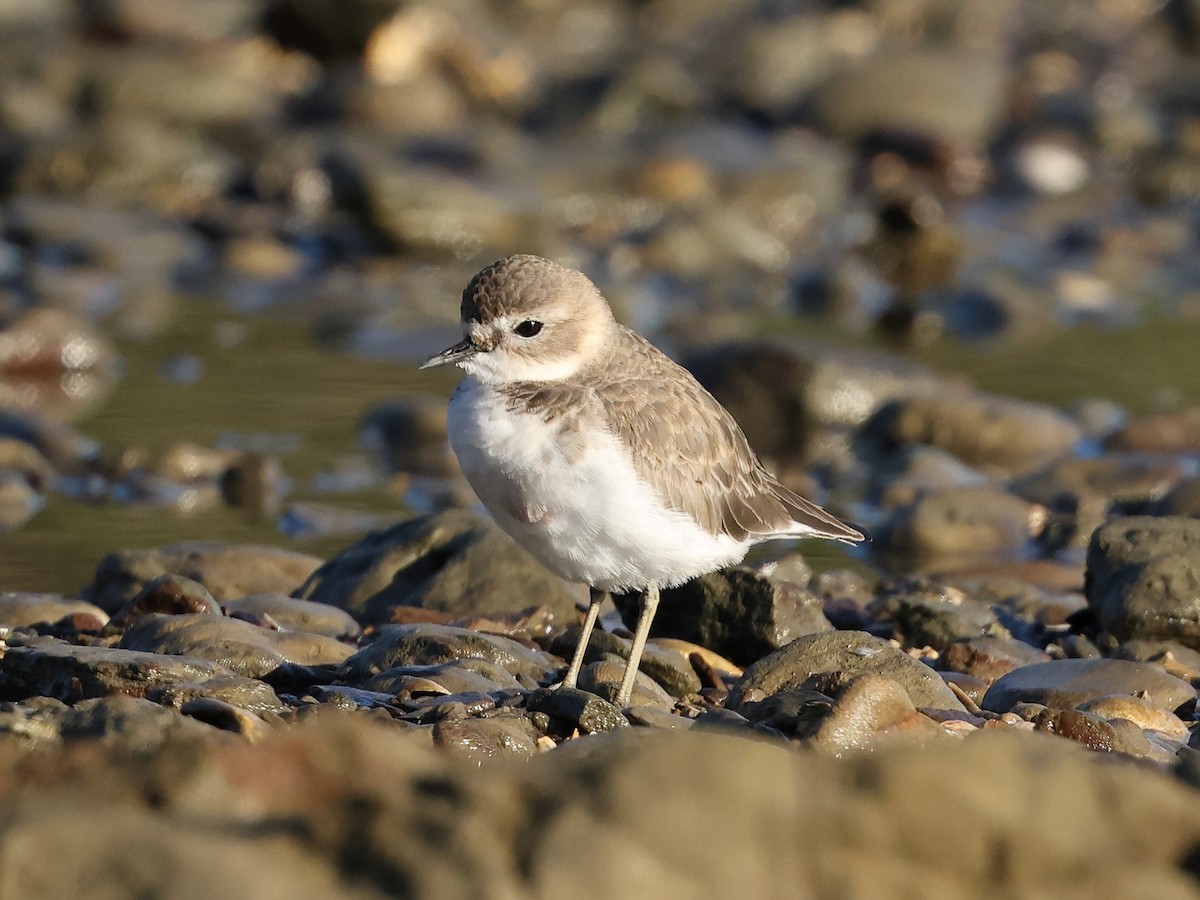 Double-banded Plover - ML618884783