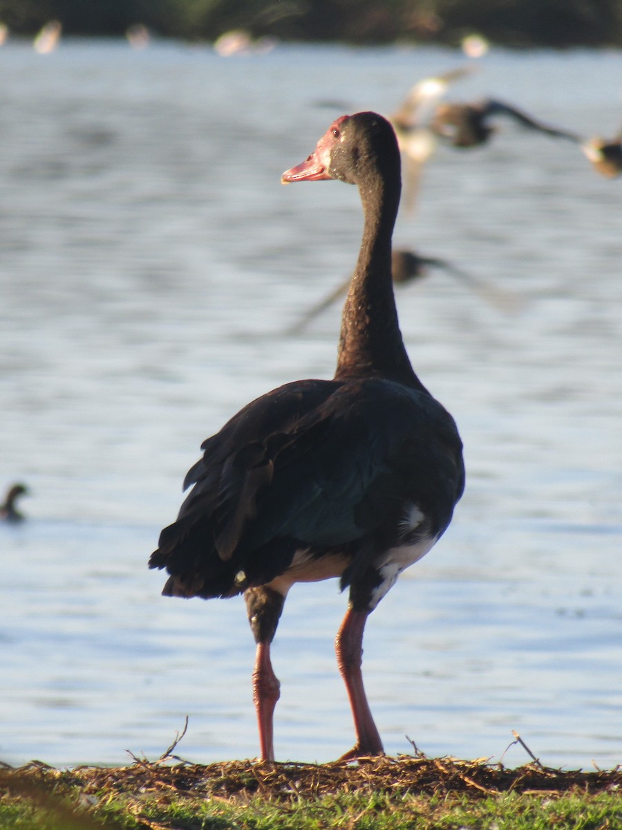 Spur-winged Goose (Southern) - Gareth Bain