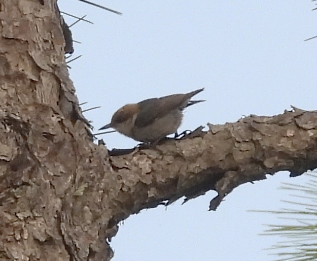 Brown-headed Nuthatch - ML618884790
