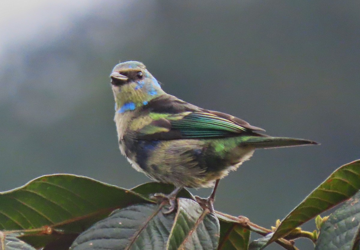Blue-necked Tanager - ML618884862