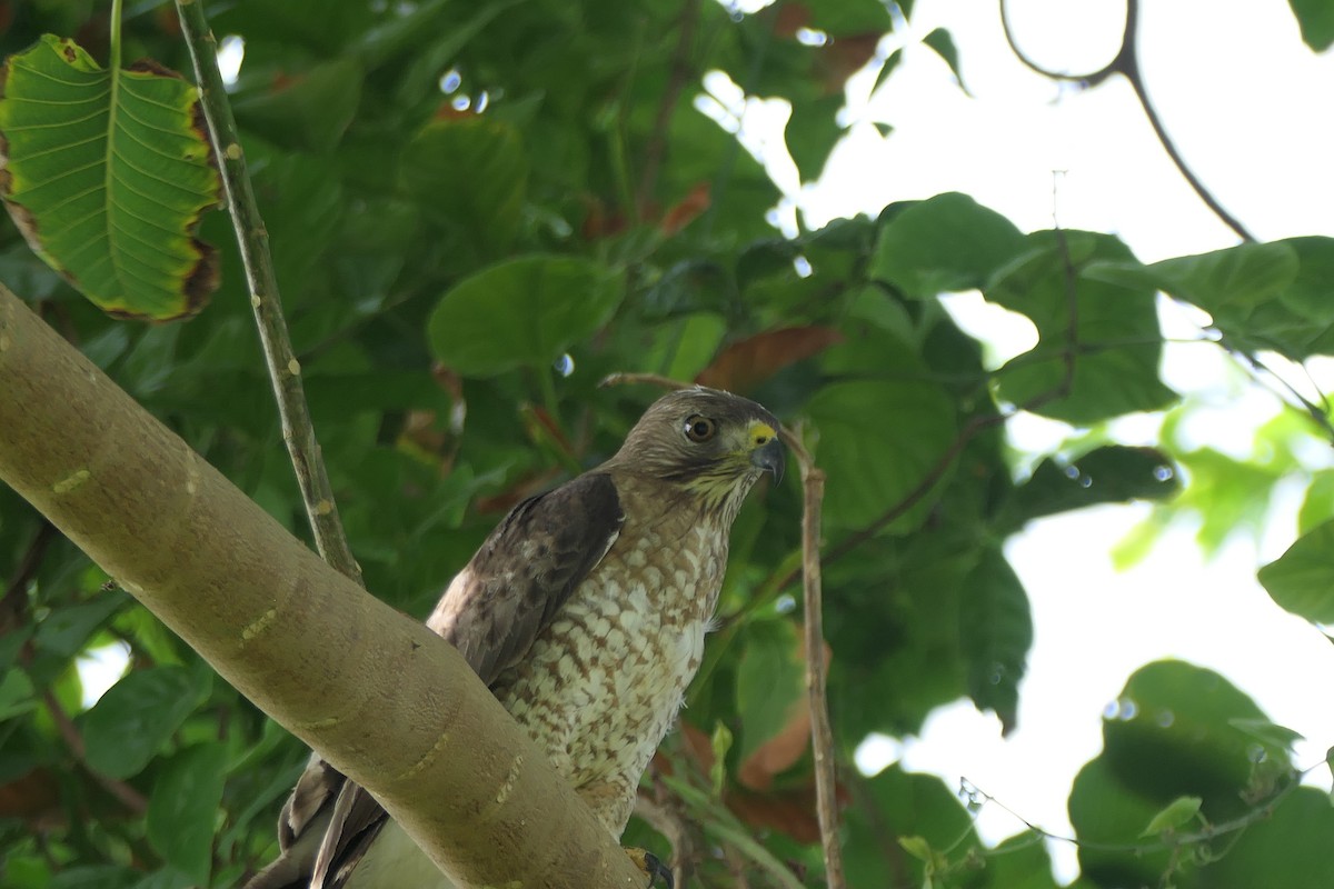 Broad-winged Hawk (Caribbean) - Kenrith Carter
