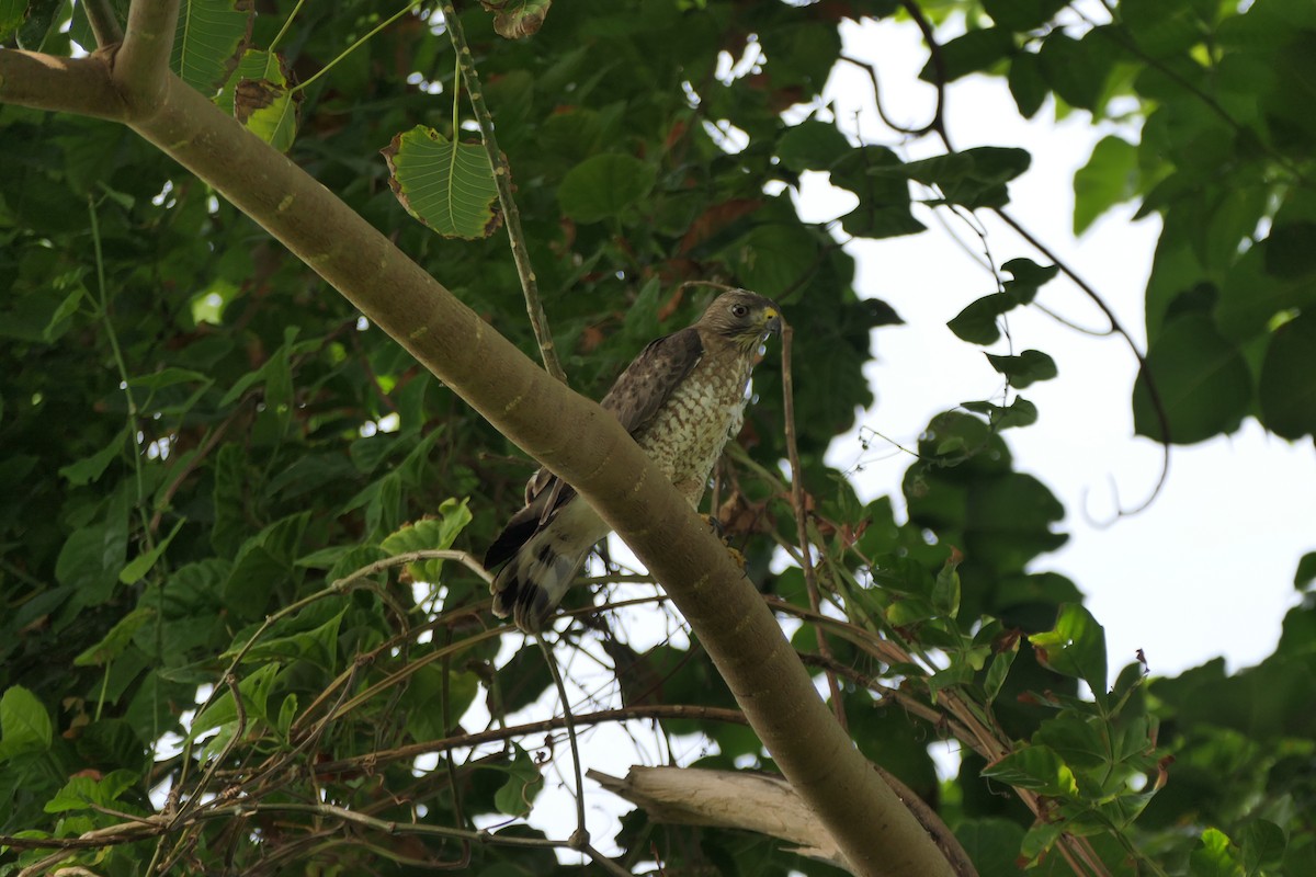 Broad-winged Hawk (Caribbean) - ML618884873
