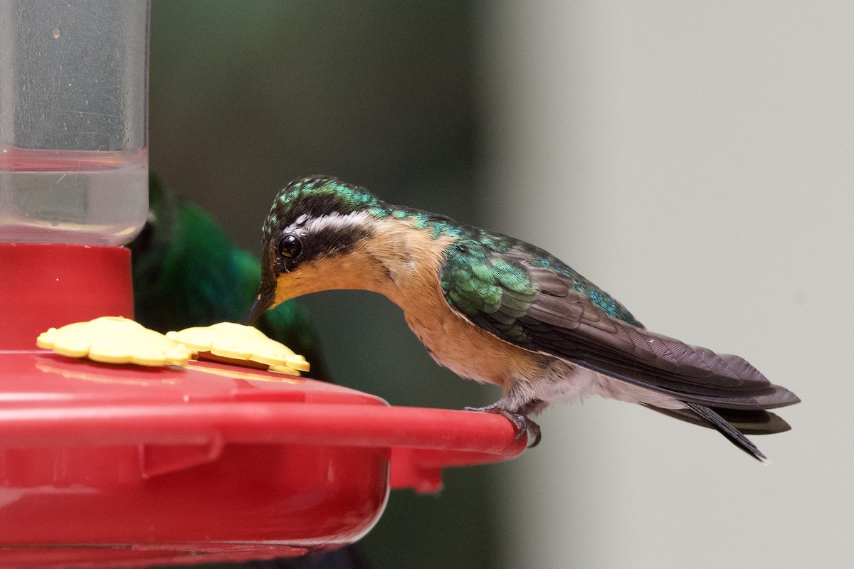 kolibřík fialovohrdlý - ML618884953