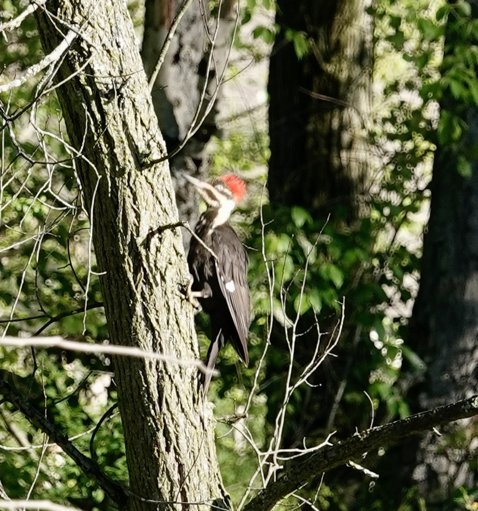 Pileated Woodpecker - Jill Punches