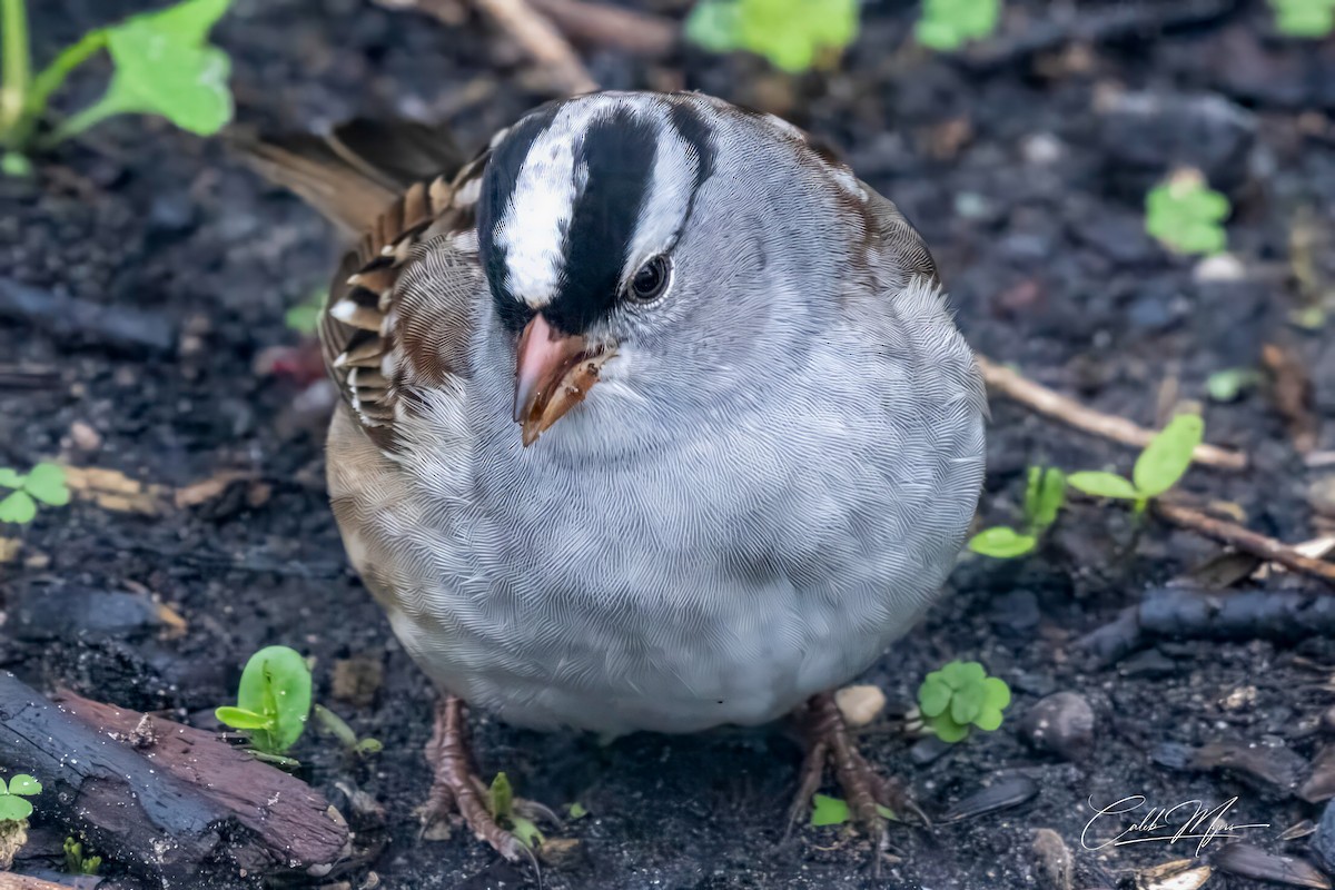 White-crowned Sparrow - ML618884990