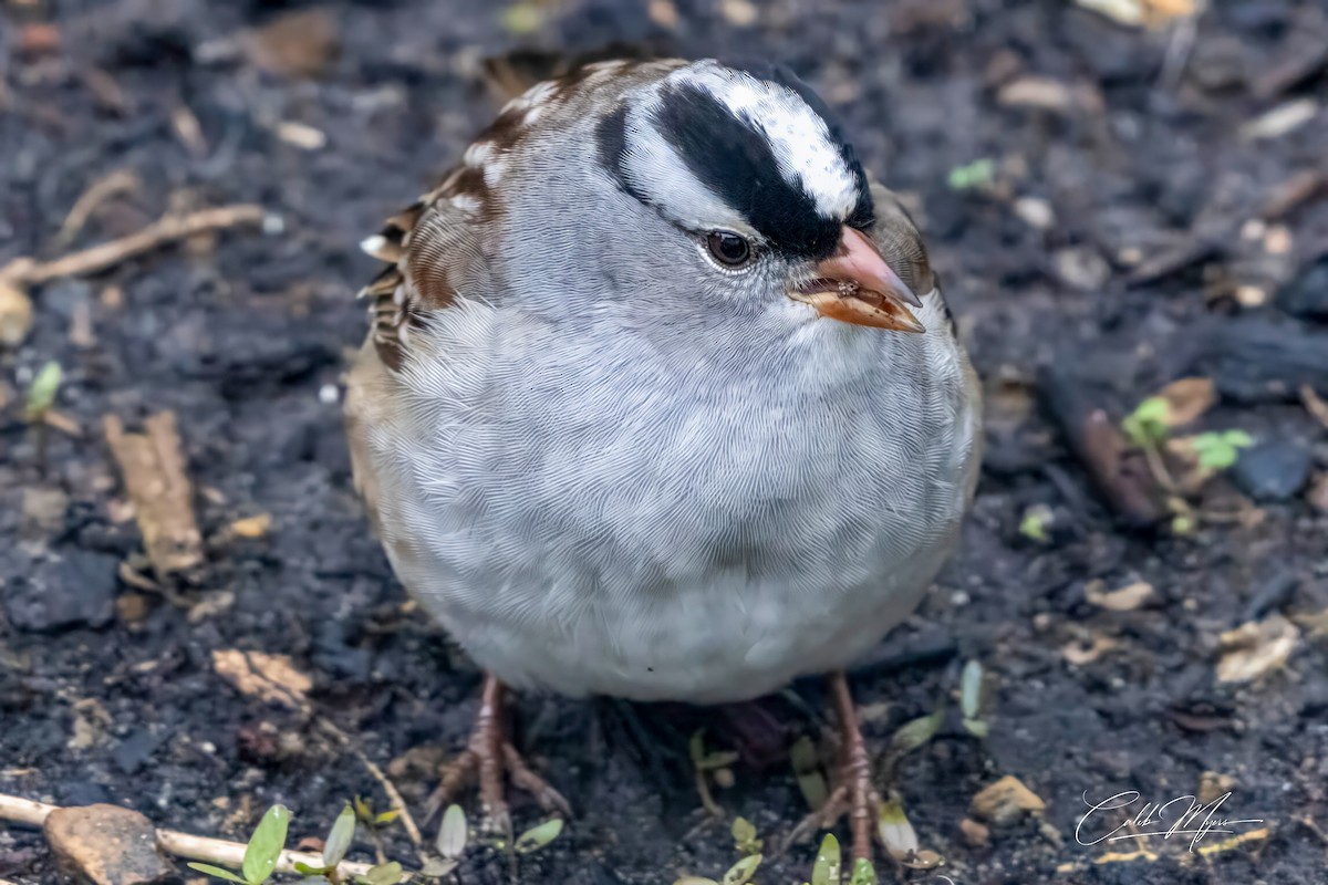 White-crowned Sparrow - ML618884991
