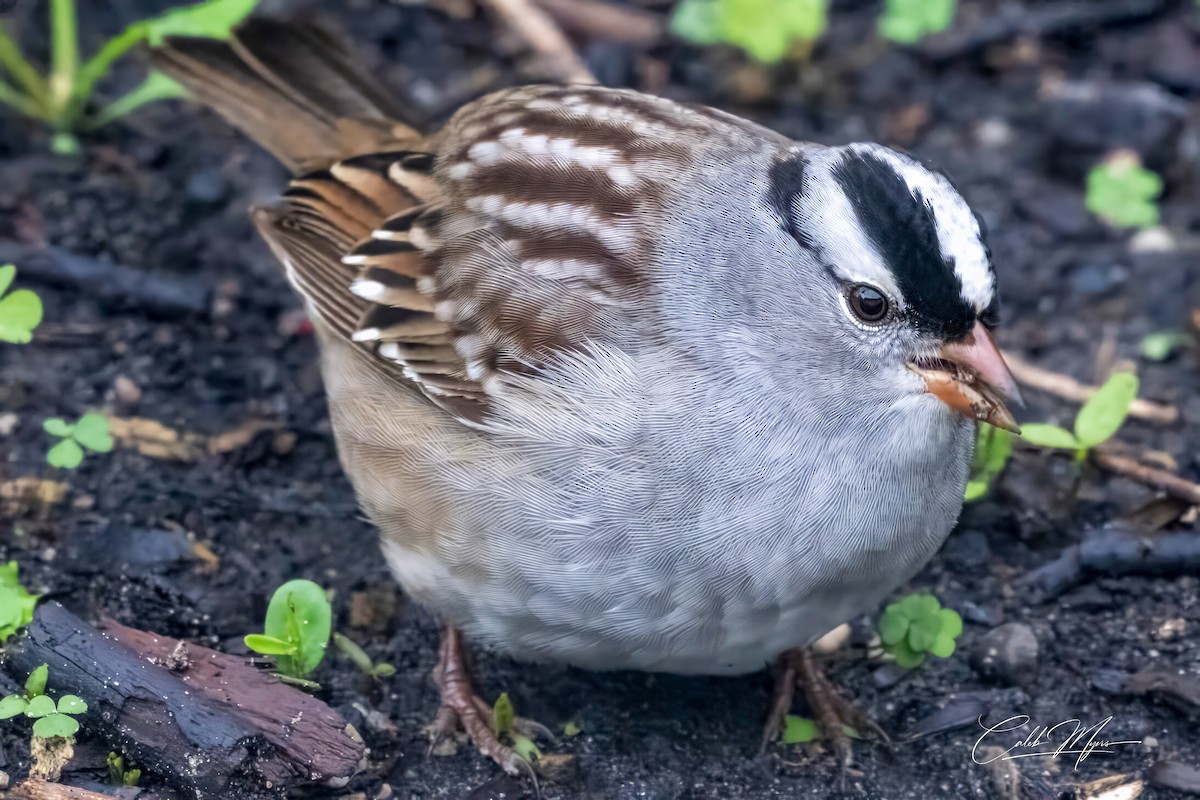 White-crowned Sparrow - ML618884992