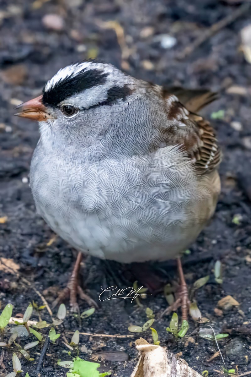 White-crowned Sparrow - ML618884993