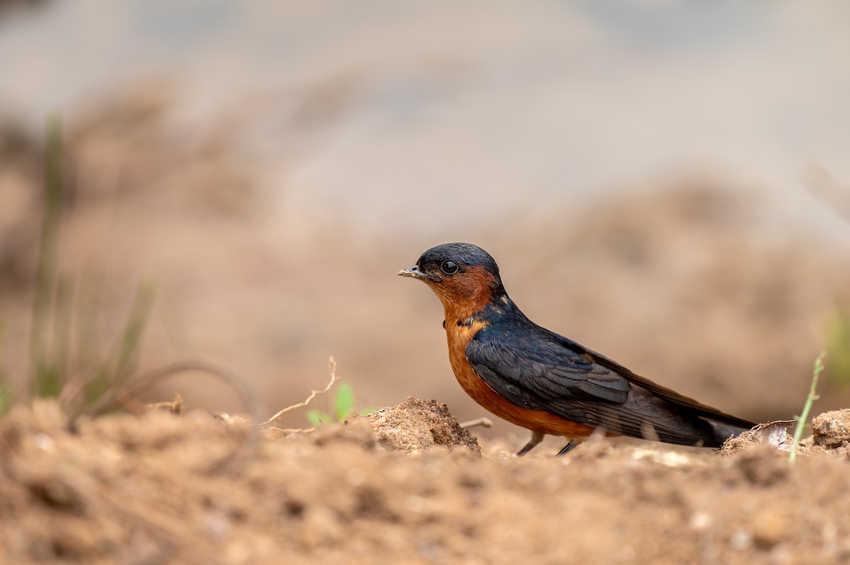 Sri Lanka Swallow - ML618885026