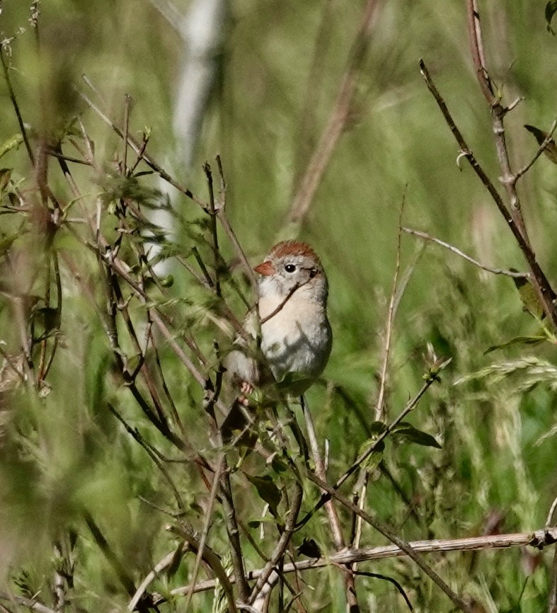 Field Sparrow - Jill Punches