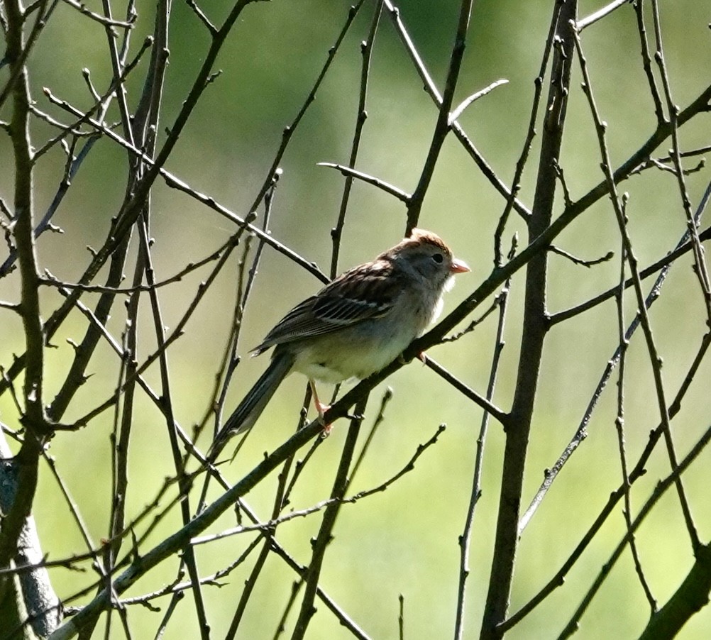 Field Sparrow - ML618885030
