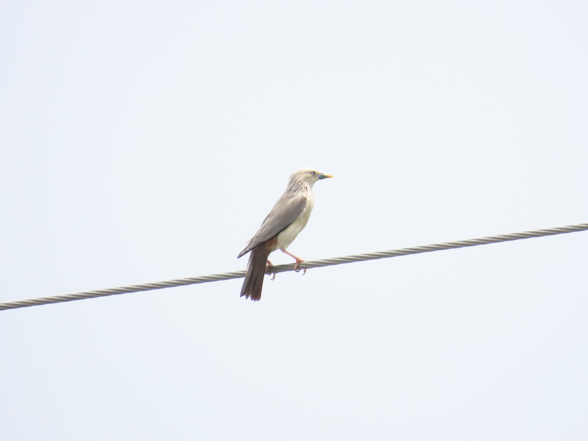 Chestnut-tailed Starling - ML618885113
