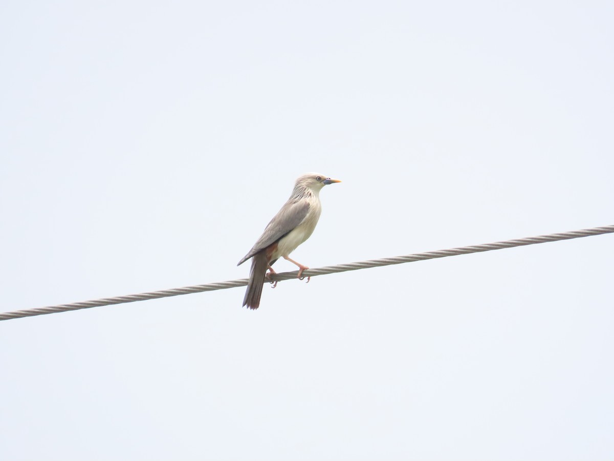 Chestnut-tailed Starling - ML618885114