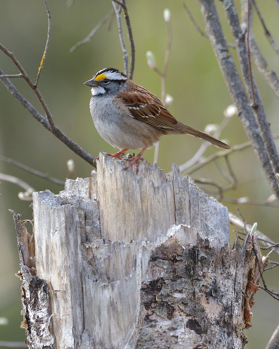 White-throated Sparrow - Pierre Noel