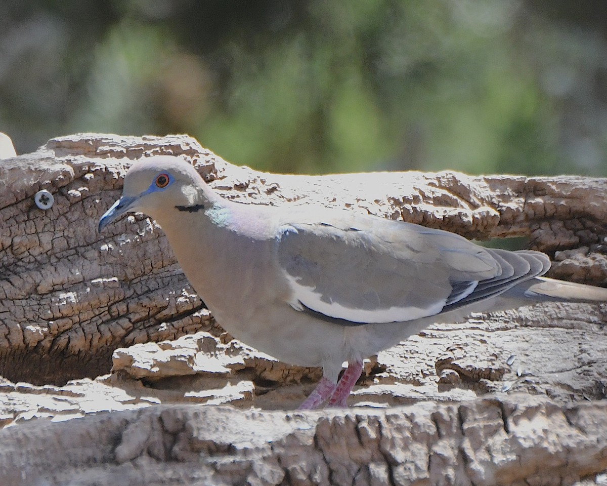 White-winged Dove - Ted Wolff