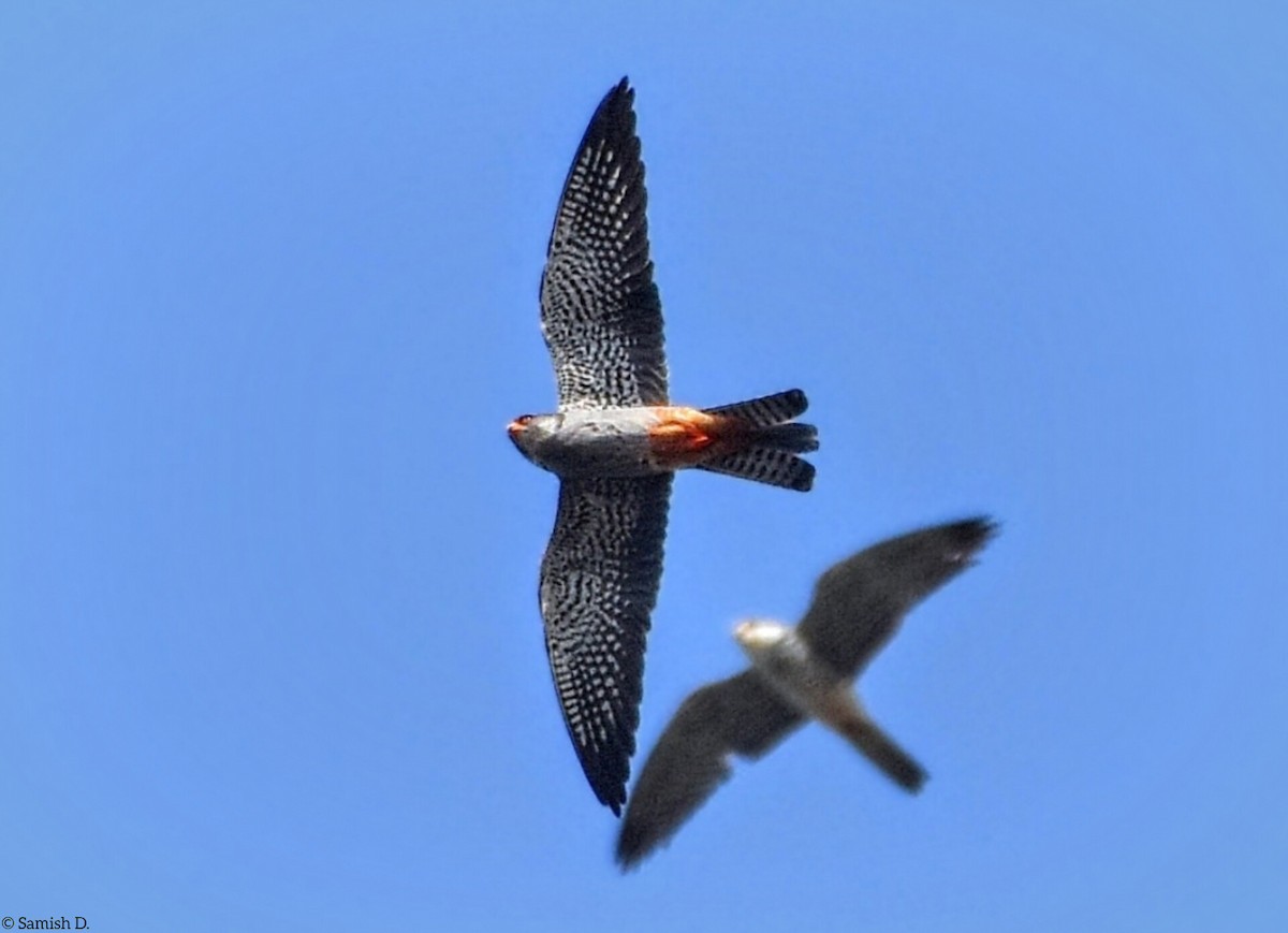 Amur Falcon - Samish Dhongle