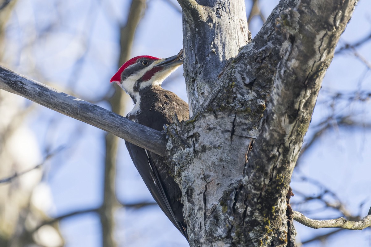 Pileated Woodpecker - Edouard Charbonneau