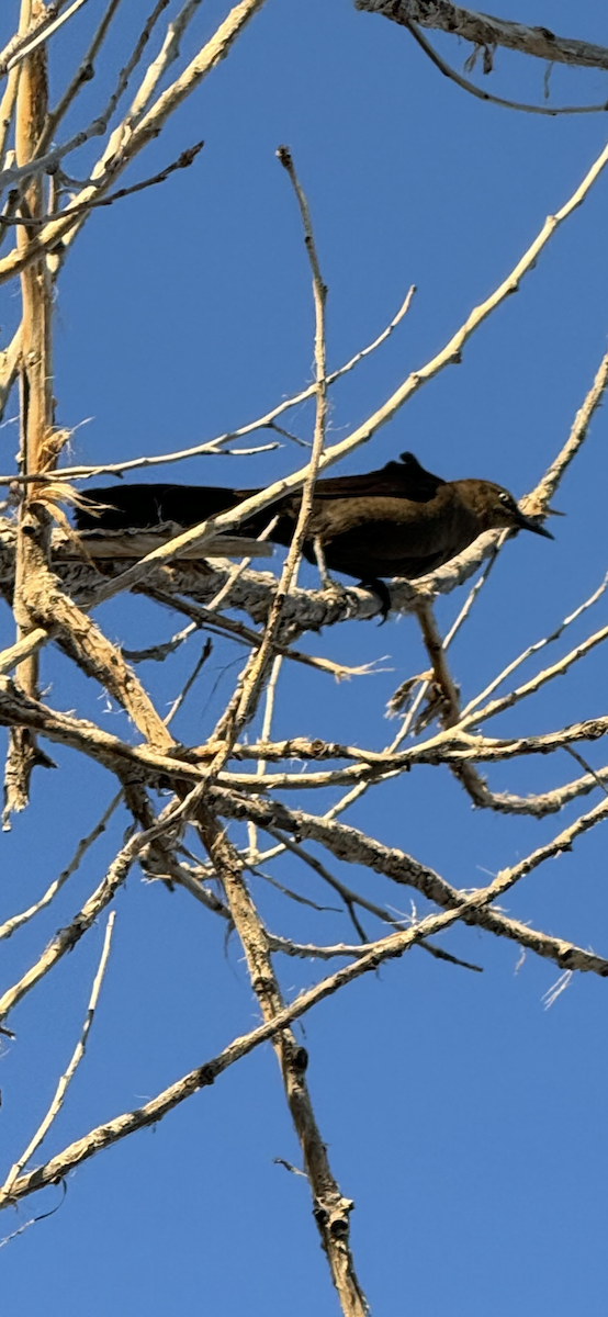 Great-tailed Grackle - Shelly Araas