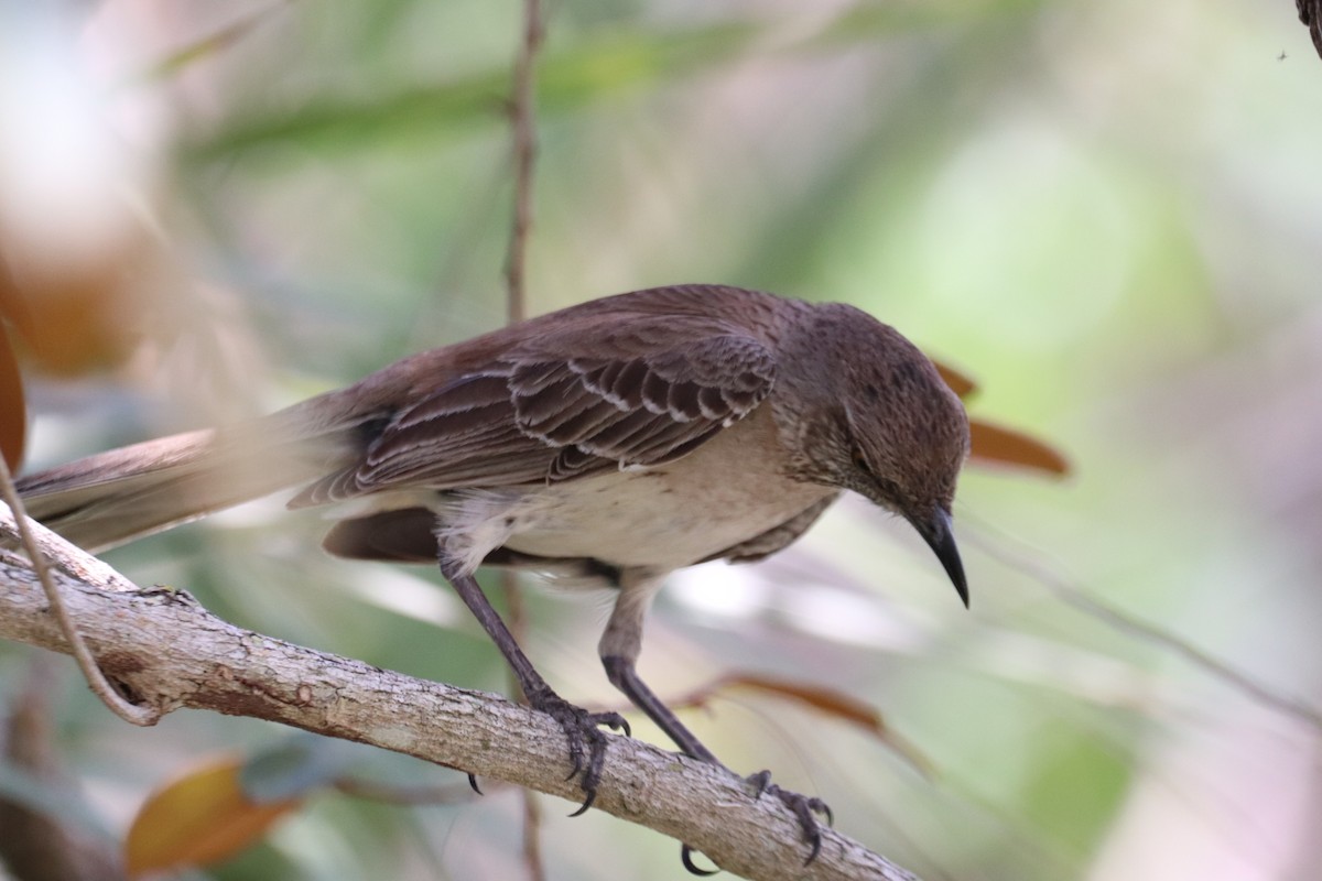 Bahama Mockingbird - Ken Thayer