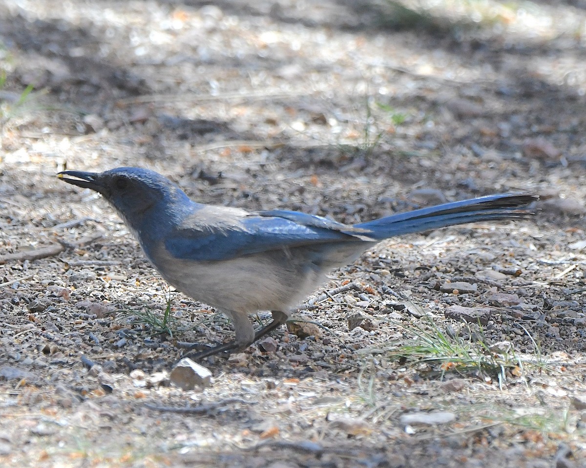 Woodhouse's Scrub-Jay - Ted Wolff