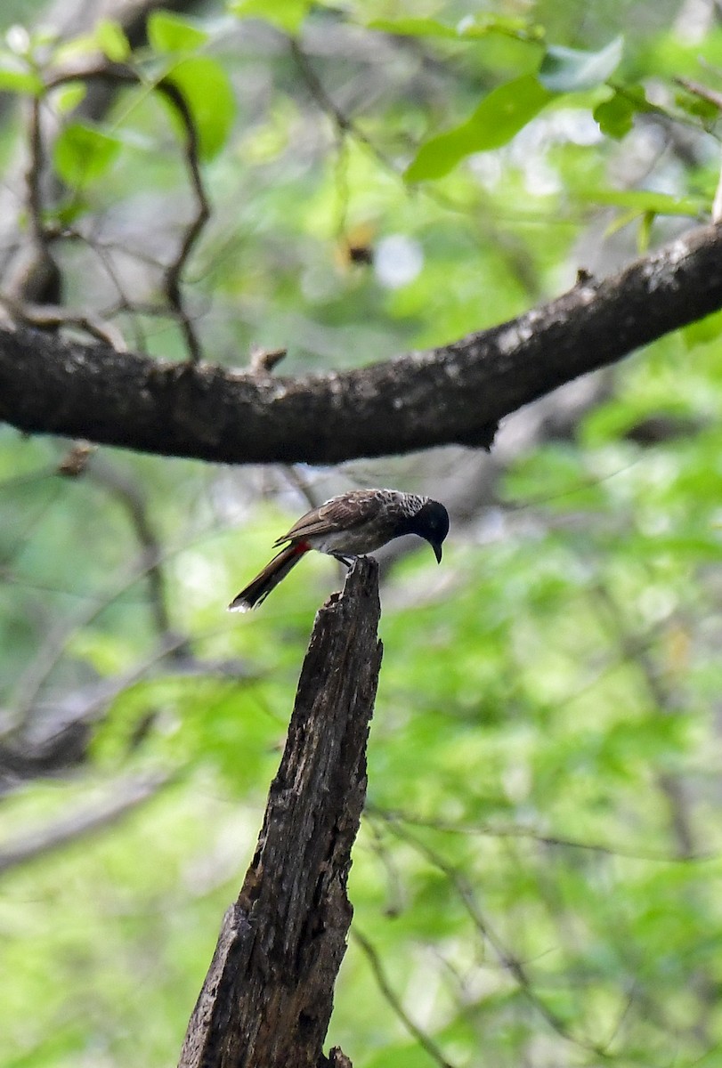 Red-vented Bulbul - ML618885210