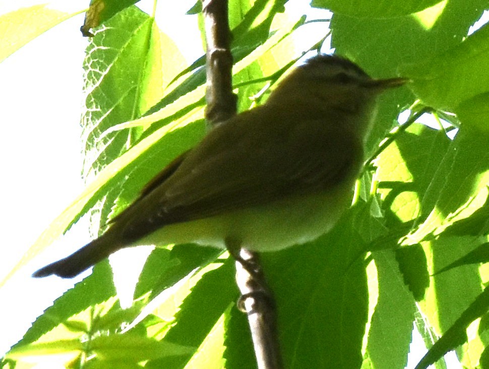 Red-eyed Vireo - ashis roy