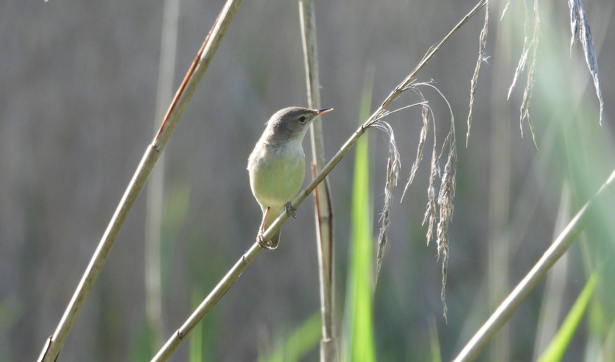 Common Reed Warbler - ML618885283